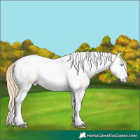 Horse Color:Perlino Roan Dun Splash Tobiano 