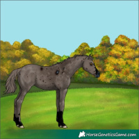 Horse Color:ERROR: UNKNOWN ANOMALY