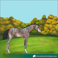 Horse Color:Brown Ice Sabino 