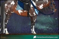 Horse Color:White Spotted Brown 