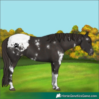 Horse Color:White Spotted Liver Chestnut Tobiano Snowcap 