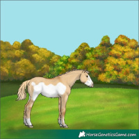 Horse Color:Palomino Dun Frame