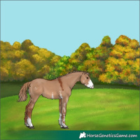 Horse Color:Red Dun Sabino 