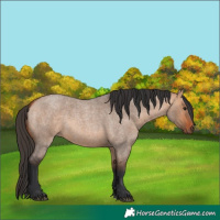 Horse Color:Bay Roan Dun