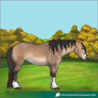 Horse Color:Bay Dun 