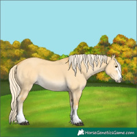 Horse Color:Palomino Dun