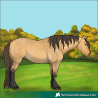 Horse Color:Buckskin Dun 