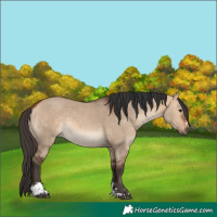 Horse Color:Bay Dun
