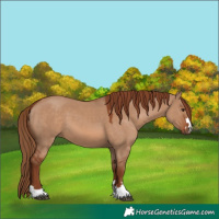 Horse Color:Red Dun 