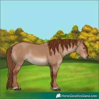 Horse Color:Red Dun