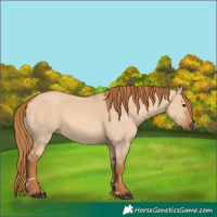 Horse Color:Red Dun 