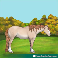 Horse Color:Gold Champagne Dun 