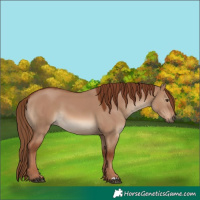 Horse Color:Red Dun 