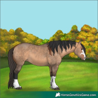 Horse Color:Bay Dun 