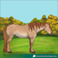 Horse Color:Red Dun 
