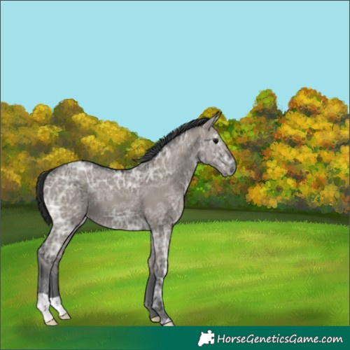 Horse Color:Grullo Ice 