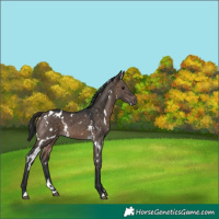 Horse Color:White Spotted Brown Dun 