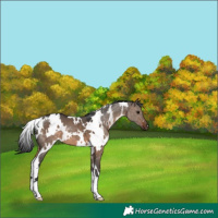 Horse Color:White Spotted Brown Dun 