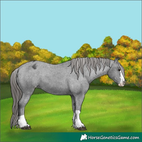 Horse Color:Black Appaloosa