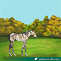 Horse Color:White Spotted Buckskin Dun 