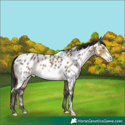 Horse Color:White Spotted Buckskin Dun Frame Appaloosa 