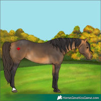 Horse Color:Buckskin 