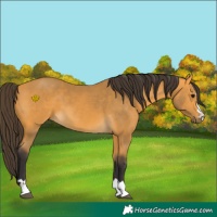 Horse Color:Buckskin
