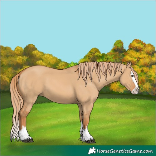 Horse Color:Red Dun Splash 