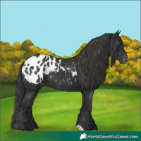 Horse Color:Black Appaloosa 