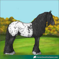 Horse Color:Black Appaloosa 