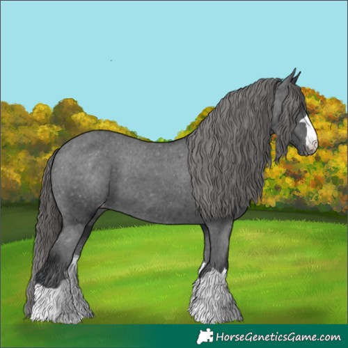 Horse Color:Black Appaloosa 