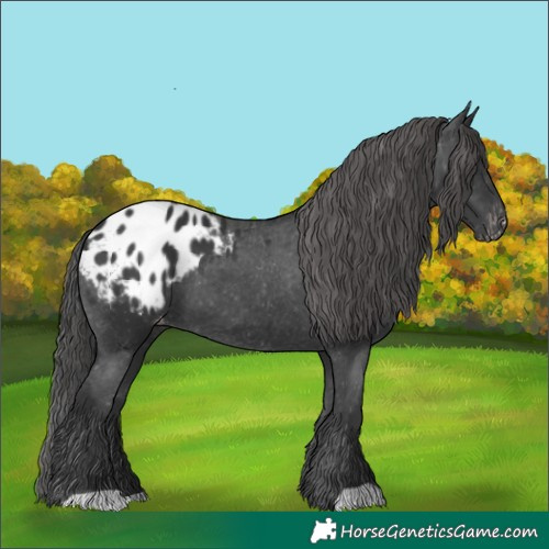 Horse Color:Black Appaloosa