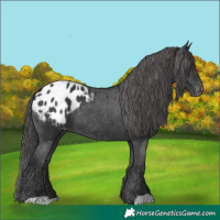 Horse Color:Black Appaloosa 