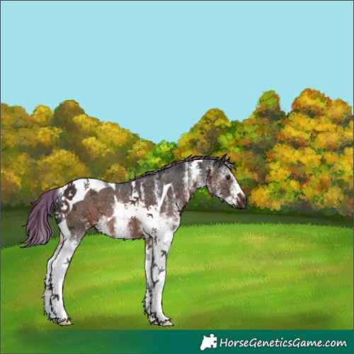 Horse Color:Gray White Spotted Liver Chestnut Tobiano 