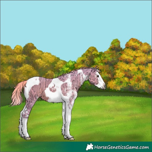 Horse Color:Gray Watercolor White Spotted Liver Chestnut Ice Splash Tobiano 