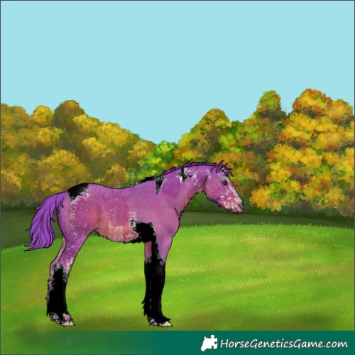 Horse Color:Watercolor Chestnut Sabino Tobiano Rabicano 