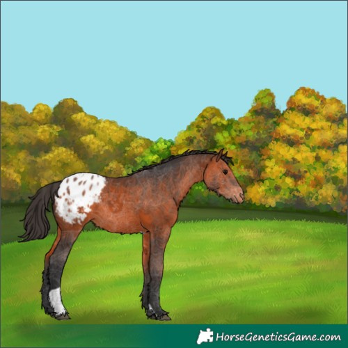 Horse Color:Bay Tobiano Appaloosa 