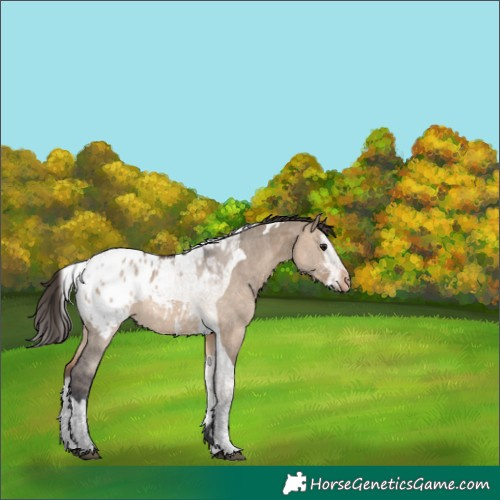 Horse Color:Bay Dun Sabino Splash Tobiano Appaloosa 