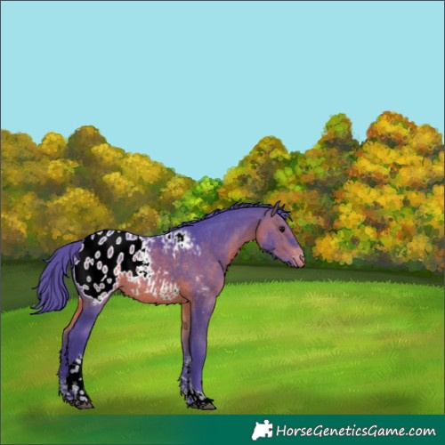 Horse Color:Watercolor Bay Sabino Tobiano Appaloosa Rabicano 