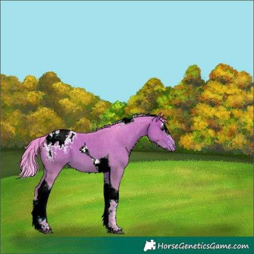 Horse Color:Watercolor Brown Dun Splash Tobiano Varnish 