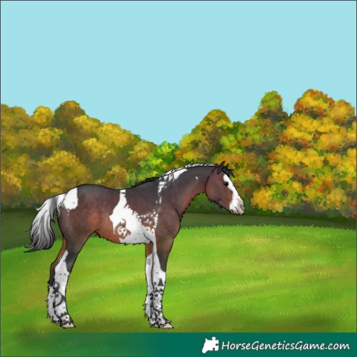 Horse Color:Bay Splash Tobiano Rabicano 