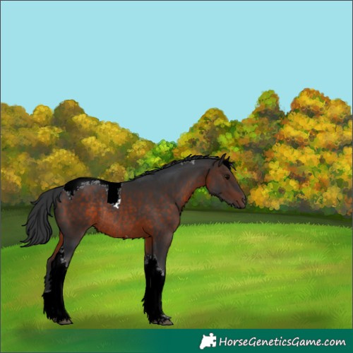 Horse Color:Bay Tobiano Rabicano 