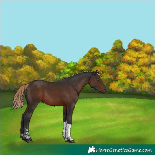 Horse Color:Liver Chestnut Tobiano Rabicano 