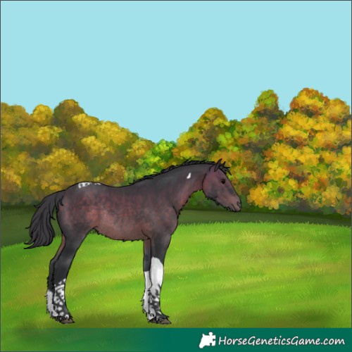 Horse Color:Bay Tobiano Rabicano 