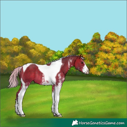 Horse Color:White Spotted Silver Brown Tobiano Rabicano 