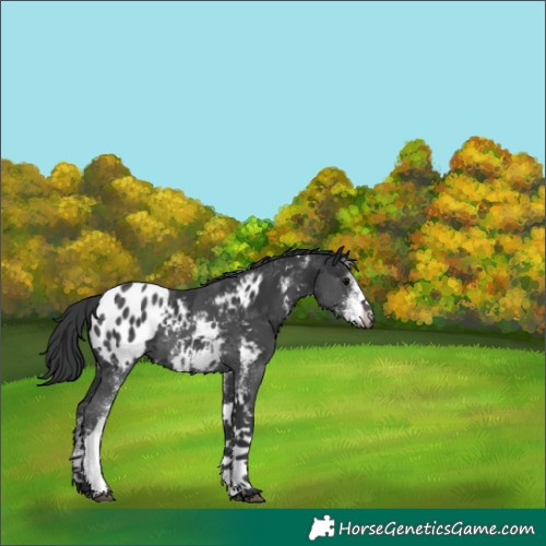 Horse Color:White Spotted Black Tobiano Appaloosa 