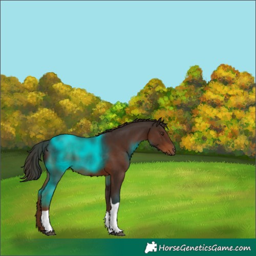 Horse Color:Liver Chestnut Tobiano 