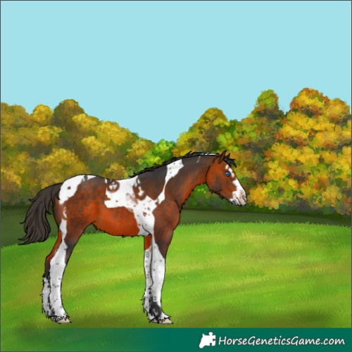 Horse Color:Bay Splash Tobiano 