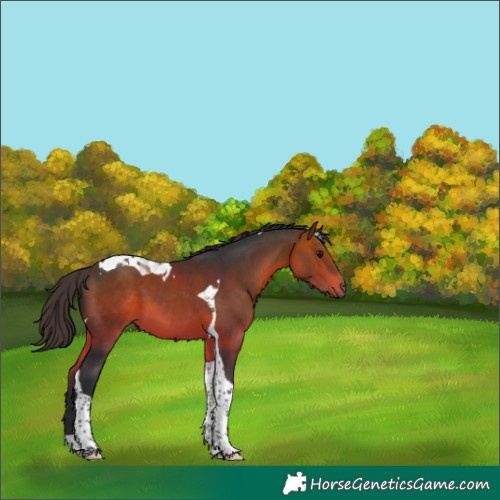 Horse Color:Bay Tobiano 