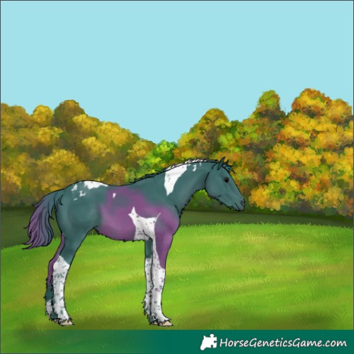 Horse Color:Watercolor Black Tobiano 